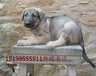 云南西双版纳勐海狗场常年出售高品质巨型贵宾犬
