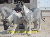 云南玉溪峨山彝族自治哪里有卖血统比格犬图片2