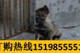 云南普洱江城哈尼族彝族自治养犬基地卖纯正血统拉布拉多犬
