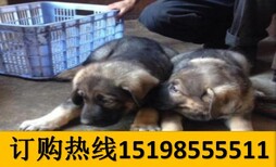 云南昭通盐津哪些地方狗场卖血统比特犬图片3