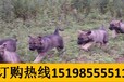 云南省昆明五华哪里可以买高品质工作犬