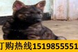 云南临沧临翔狗场常年出售高品质巨型贵宾犬