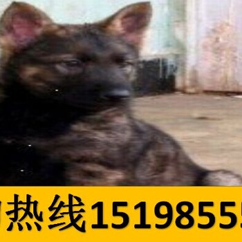 云南红河河口哪里有卖古代牧羊犬