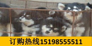 云南昆明晋宁哪些地方狗场卖昆明犬图片3