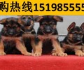 云南昭通水富宠物基地高品质金毛犬