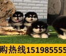 云南红河元阳狗场常年出售顶级昆明犬图片