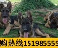 云南紅河金平苗族瑤族傣族自治養犬基地賣賽級藏獒