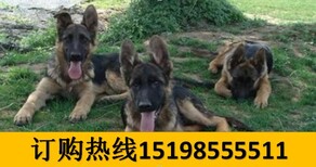 云南红河个旧宠物基地出售赛级柴犬图片4