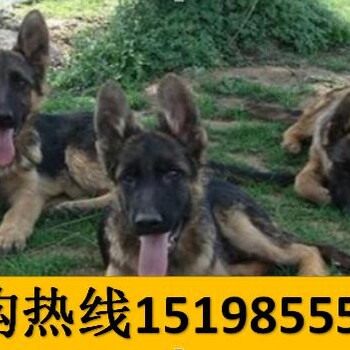 云南红河河口瑶族自治宠物基地出售金毛犬