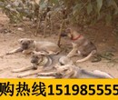 云南曲靖麒麟区狗市场出售高品质秋田犬图片