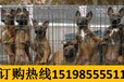 云南红河河口养犬基地纯种卡斯罗犬