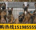 云南丽江永胜哪些地方狗场卖赛级法国斗牛犬