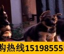 云南红河石屏哪里可以买赛级比熊犬