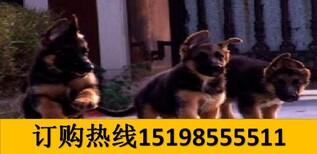 云南曲靖马龙狗场常年出售血统贵宾犬图片1