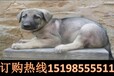 云南红河开远哪里有卖赛级英国斗牛犬