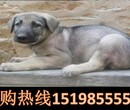 云南大理南涧彝族自治养犬基地卖高品质雪纳瑞