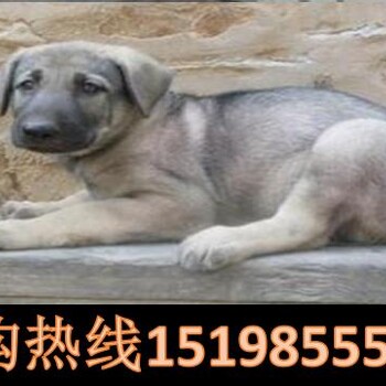 云南昆明东川区哪里有卖大丹犬