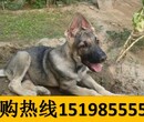 云南文山砚山哪里能买到纯种狼青犬