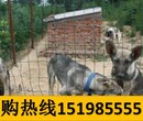 云南普洱景东彝族自治哪里有卖赛级英国斗牛犬图片