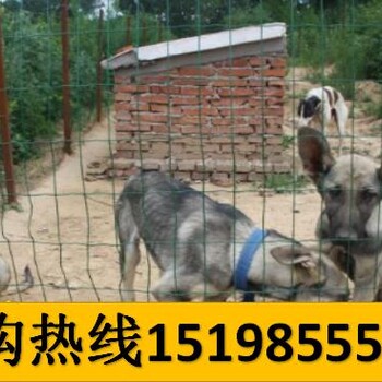 云南普洱墨江哈尼族自治哪些地方在卖赛级比熊犬