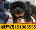 云南省昆明五華哪里可以買純種看家護院犬