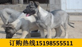 云南德宏芒哪里能买到柯基犬图片2