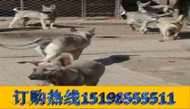 云南红河泸西狗市场出售赛级杜高犬图片3