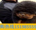 云南西雙版納勐臘養犬基地賣高品質雪納瑞
