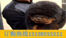 云南德宏瑞丽狗场常年出售昆明犬图片1