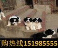 云南丽江华坪养殖场卖高品质马犬