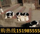 云南昭通永善狗市场出售纯种德国牧羊犬