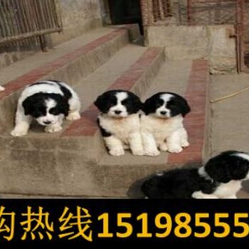 云南丽江华坪养殖场卖马犬