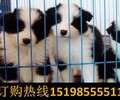 云南普洱景東彝族自治求購純正血統貴賓犬