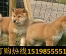 云南德宏瑞丽狗场常年出售赛级萨摩耶犬图片