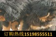 云南红河个旧哪些地方狗场卖高品质昆明犬