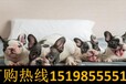 云南昆明禄劝哪些地方狗场卖高品质昆明犬