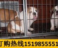 云南丽江宁蒗宠物基地高品质金毛犬
