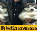 云南曲靖宣威寵物基地出售純種博美犬