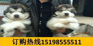 云南临沧临翔哪里有卖古代牧羊犬图片1