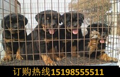 云南红河石屏哪里可以买赛级比熊犬图片2