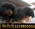 云南保山施甸狗場常年出售高品質巨型貴賓犬