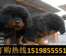 云南保山施甸狗场常年出售高品质巨型贵宾犬图片