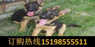 云南昆明宜良哪些地方狗场卖血统比特犬图片0