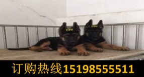 云南昆明宜良哪里能买到纯种狼青犬图片5