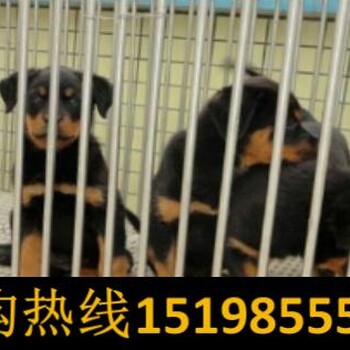 云南昆明东川区狗市场出售秋田犬