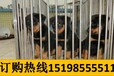 云南曲靖宣威哪里能买到纯正血统边境牧羊犬