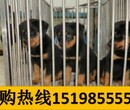 云南曲靖宣威哪里能买到纯正血统边境牧羊犬