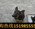 云南昆明西山狗場常年出售頂級昆明犬