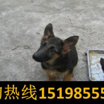 云南德宏瑞丽养犬基地卖赛级藏獒