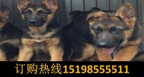 云南德宏瑞丽狗场常年出售昆明犬图片5